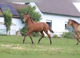 PRE, Mare, Foal (03/2024), 16,2 hh, Brown