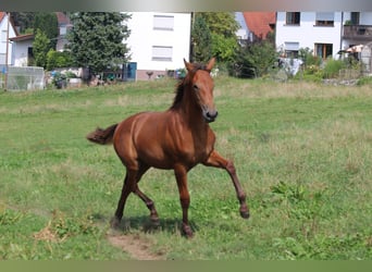 PRE, Mare, Foal (03/2024), 16,2 hh, Brown