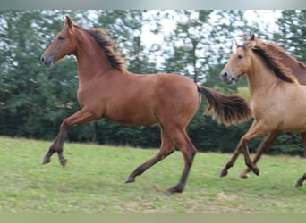 PRE, Mare, Foal (03/2024), 16,2 hh, Brown