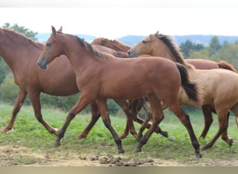 PRE, Mare, Foal (03/2024), 16,2 hh, Brown