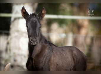 PRE, Mare, Foal (03/2026), 16 hh, Black