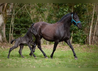 PRE Mix, Mare, Foal (03/2026), 16 hh, Black