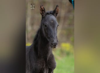 PRE Mix, Mare, Foal (03/2026), 16 hh, Black