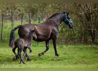 PRE Mix, Mare, Foal (03/2026), 16 hh, Black