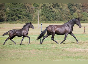 PRE, Mare, Foal (04/2024), 16 hh, Black