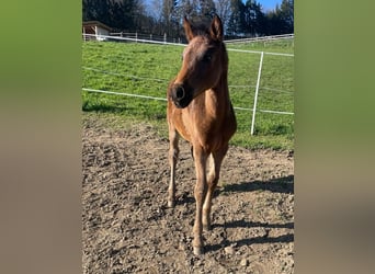 PRE, Mare, , 16 hh, Brown