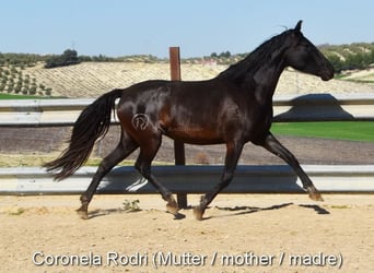 PRE, Mare, , 16 hh, Brown