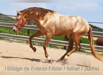 PRE, Mare, , 16 hh, Brown