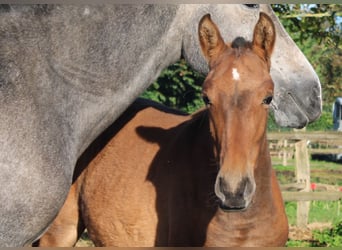 PRE, Stute, Fohlen (01/2024), 16 hh, Brauner