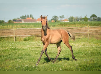 PRE, Stute, Fohlen (01/2024), 16 hh, Brauner