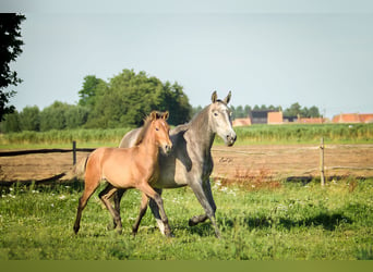 PRE, Stute, Fohlen (01/2024), 16 hh, Brauner