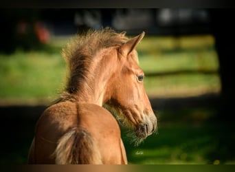 PRE, Stute, Fohlen (01/2024), 16 hh, Brauner