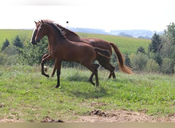 PRE, Mare, Foal (05/2024), 16 hh, Brown