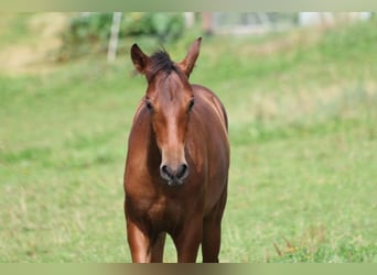 PRE, Mare, Foal (05/2024), 16 hh, Brown