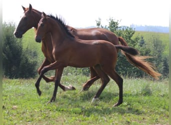 PRE, Mare, Foal (05/2024), 16 hh, Brown