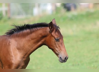 PRE, Mare, Foal (05/2024), 16 hh, Brown