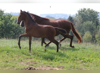 PRE, Mare, Foal (05/2024), 16 hh, Brown