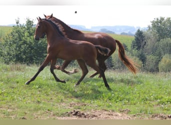 PRE, Mare, Foal (05/2024), 16 hh, Brown