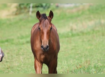 PRE, Mare, Foal (05/2024), 16 hh, Brown