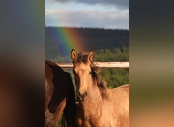 PRE, Stute, Fohlen (05/2024), 16 hh, Buckskin