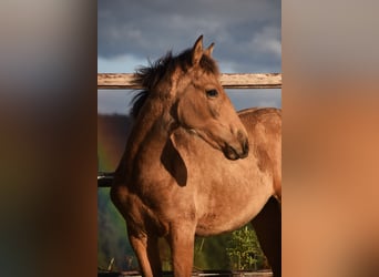 PRE, Stute, Fohlen (05/2024), 16 hh, Buckskin