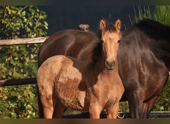 PRE, Stute, Fohlen (05/2024), 16 hh, Buckskin