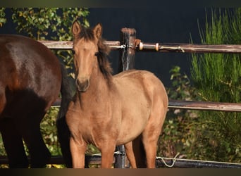 PRE, Stute, Fohlen (05/2024), 16 hh, Buckskin