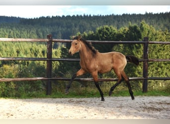 PRE, Stute, Fohlen (05/2024), 16 hh, Buckskin