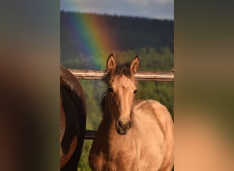 PRE, Stute, Fohlen (05/2024), 16 hh, Buckskin