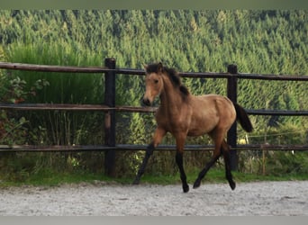 PRE, Stute, Fohlen (05/2024), 16 hh, Buckskin