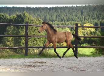 PRE, Stute, Fohlen (05/2024), 16 hh, Buckskin