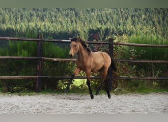 PRE, Stute, Fohlen (05/2024), 16 hh, Buckskin