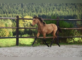 PRE, Stute, Fohlen (05/2024), 16 hh, Buckskin