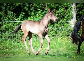 PRE, Mare, Foal (04/2024), 16 hh