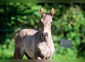 PRE, Mare, Foal (04/2024), 16 hh