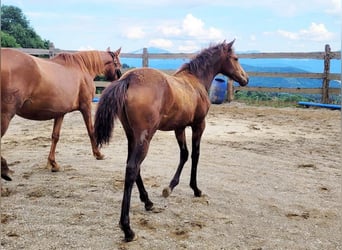 PRE, Mare, , 16 hh, Dun