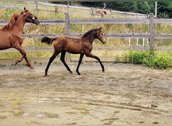 PRE, Mare, , 16 hh, Dun