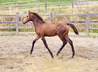 PRE, Mare, , 16 hh, Dun