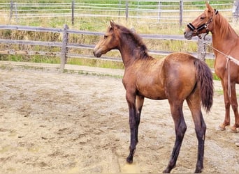 PRE, Mare, , 16 hh, Dun
