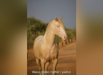 PRE, Mare, , 16 hh, Dun