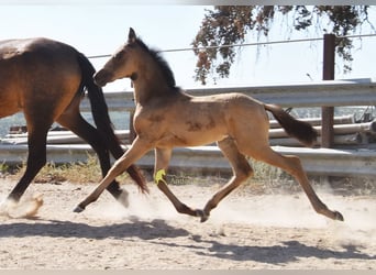 PRE, Mare, Foal (05/2026), 16 hh, Dun