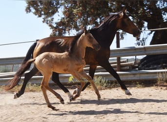PRE, Mare, Foal (05/2026), 16 hh, Dun