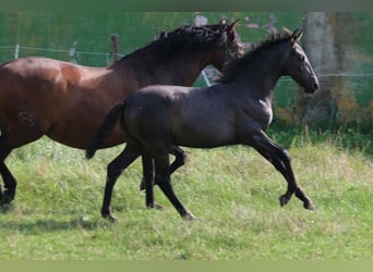 PRE, Mare, Foal (05/2024), 16 hh, Gray