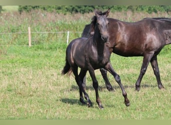 PRE, Mare, Foal (05/2024), 16 hh, Gray