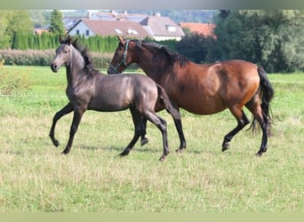 PRE, Mare, Foal (05/2024), 16 hh, Gray