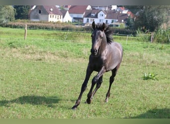 PRE, Mare, Foal (05/2024), 16 hh, Gray