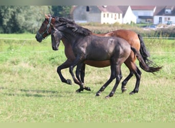 PRE, Mare, Foal (05/2024), 16 hh, Gray