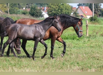 PRE, Mare, Foal (05/2024), 16 hh, Gray