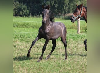 PRE, Mare, Foal (05/2024), 16 hh, Gray