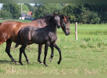 PRE, Mare, Foal (05/2024), 16 hh, Gray